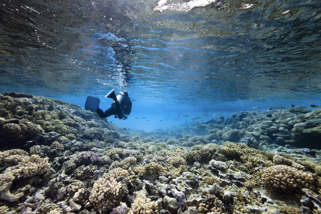 Tauchen e Schnorcheln_2018_0208