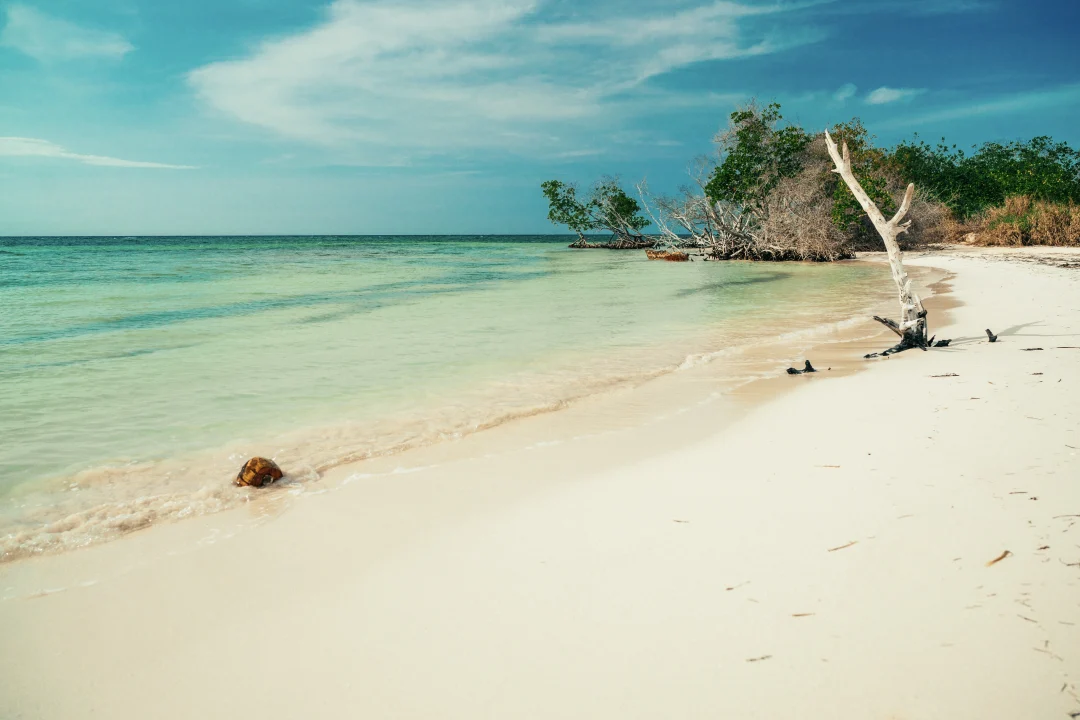 cubabuddy-02871_2017_6474