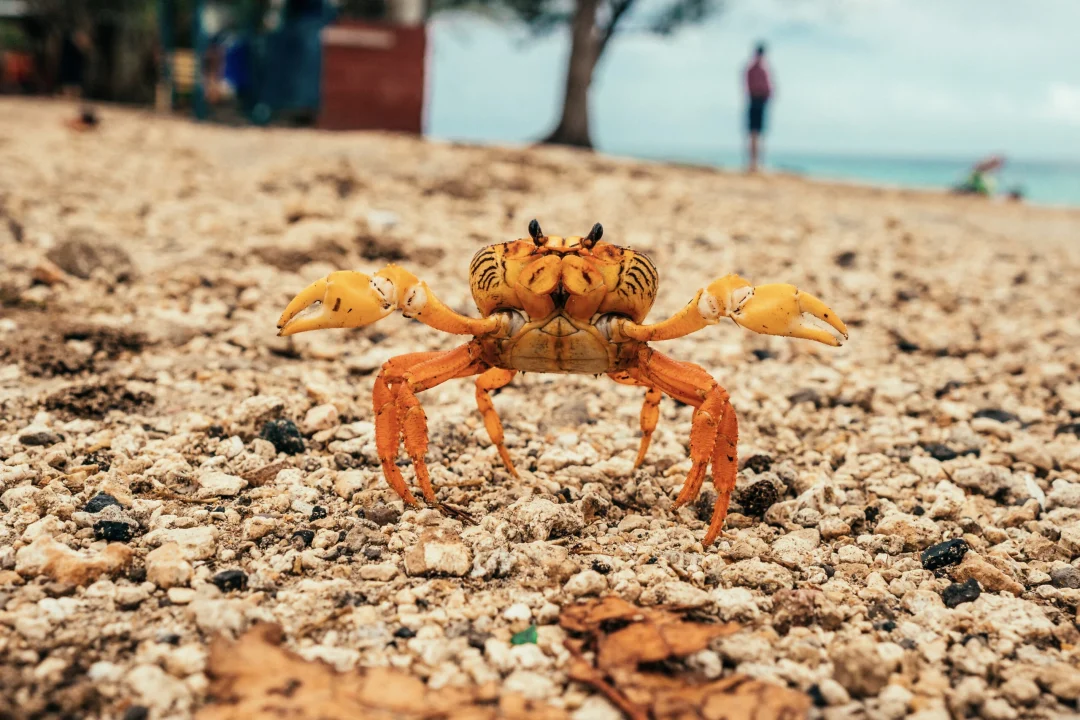 cubabuddy-04577_2017_6162