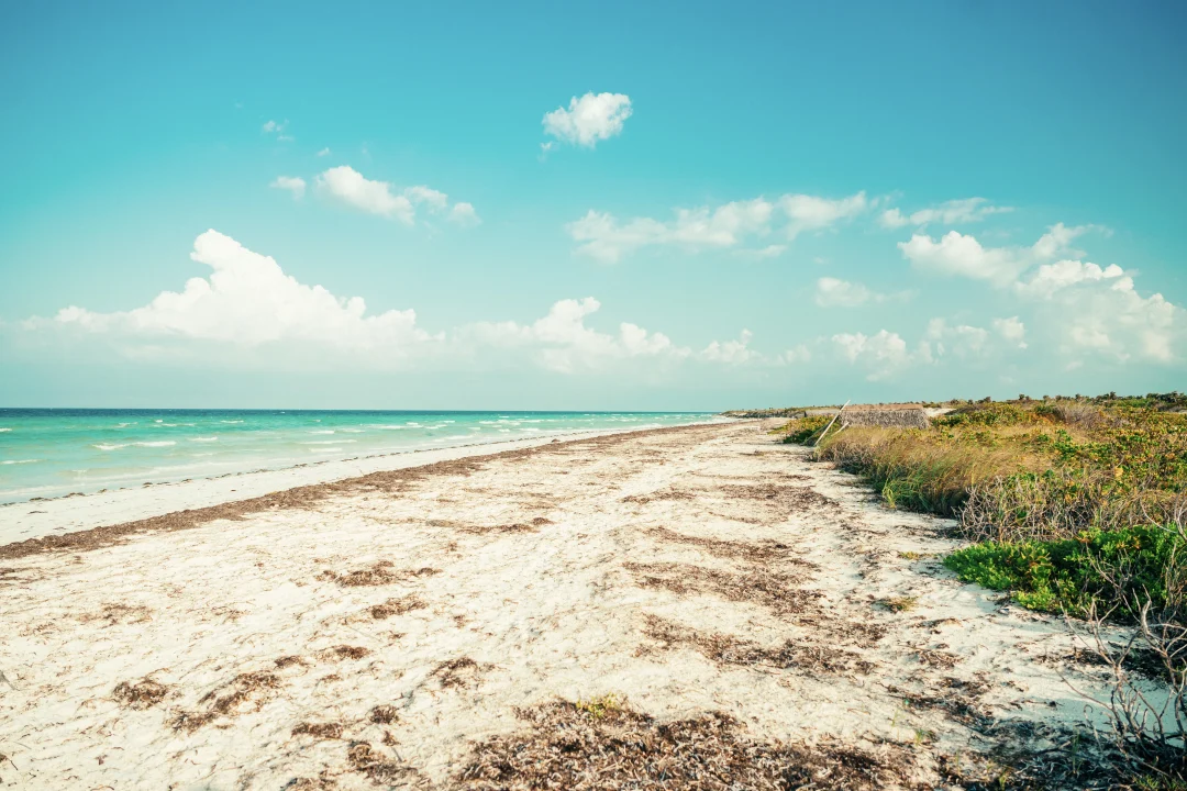 cubabuddy-06792_2017_5974